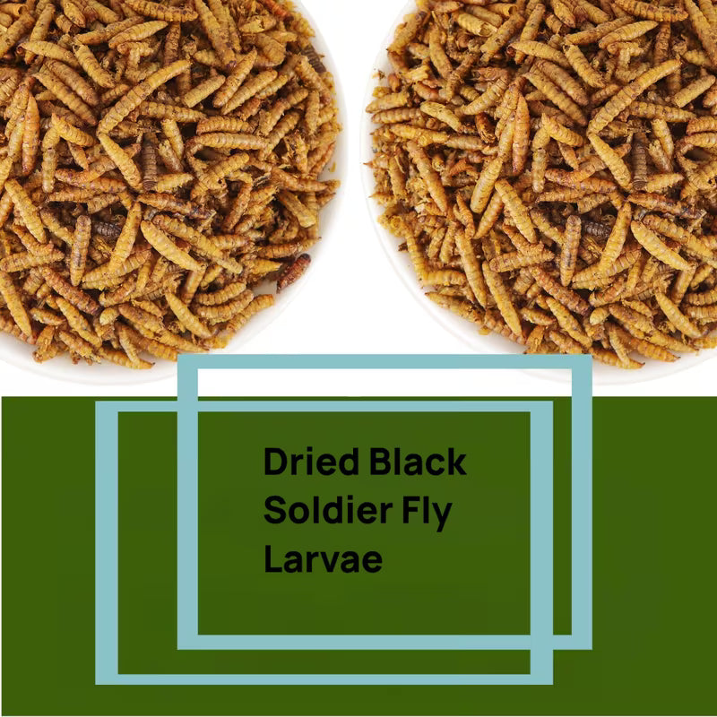 Dried Black Soldier Fly Larvae High-Protein Feed for Chickens & Pets