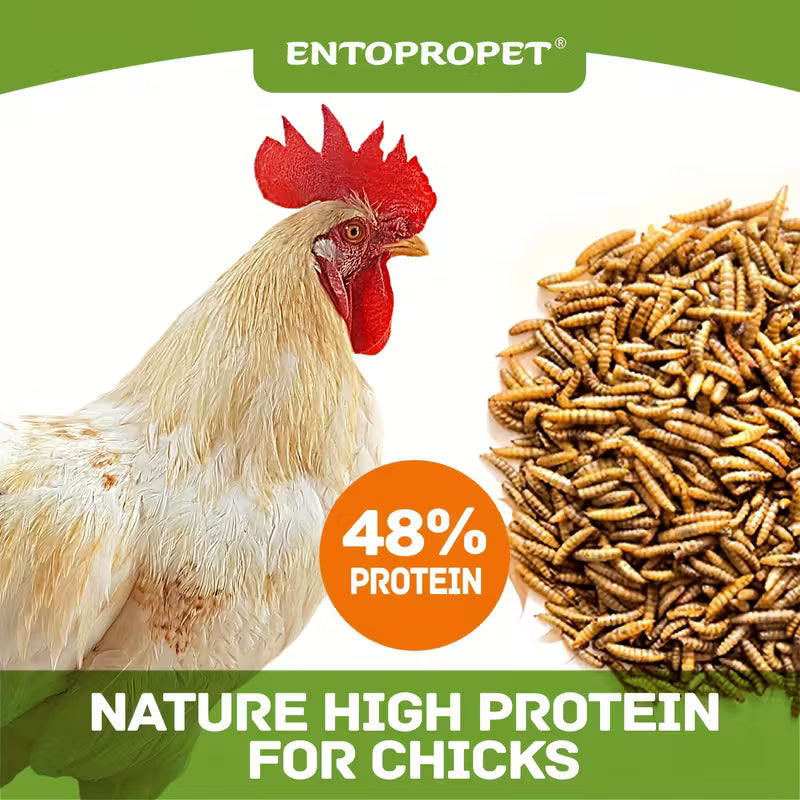 10LB Dried Black Soldier Fly Larvae for Chickens, Ducks & Birds