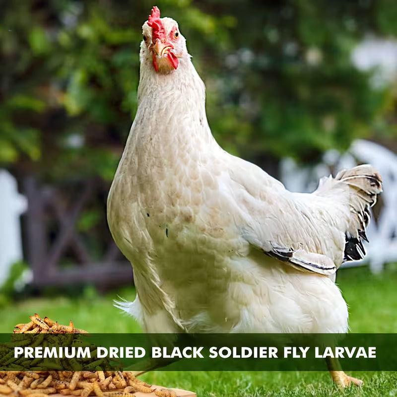 PROILGRUBS 10LB Dried Black Soldier Fly Larvae Chicken Treats